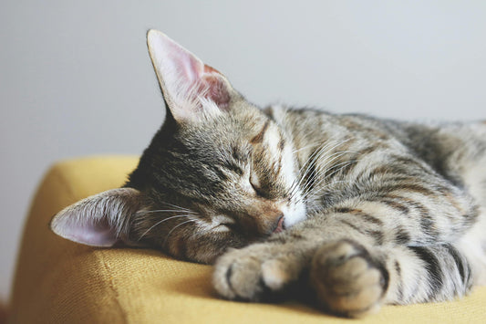 Indoor vs. Outdoor Cats: What's Best for Your Feline Friend?