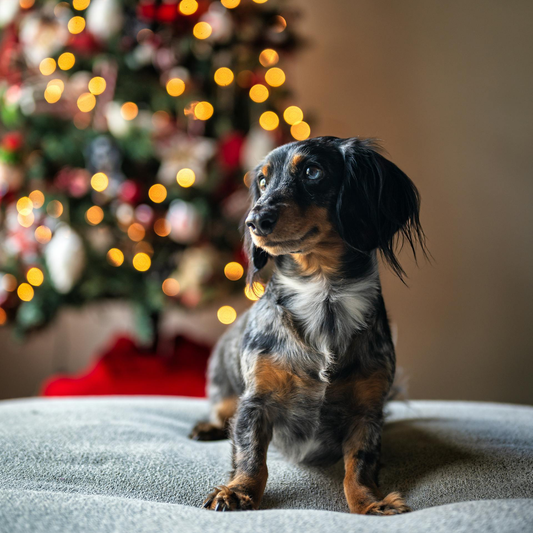 Best Holiday Gifts for Your Beloved Pets This Season