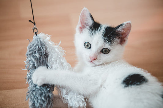 Top 10 Essential Supplies for New Cat Owners