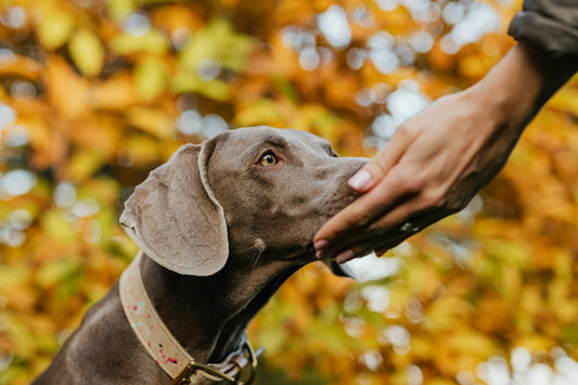 Fun Fall Treat Ideas for Dogs: Celebrate the Season with Tasty Homemade Snacks!