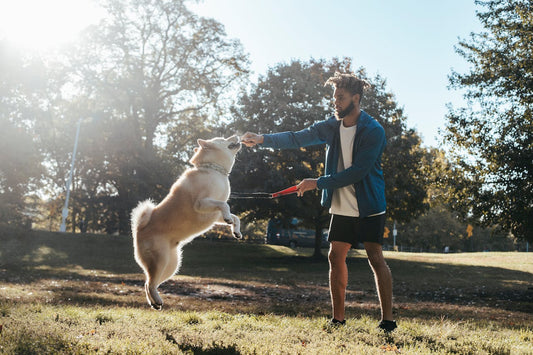 Top 10 Must-Have Pet Supplies for New Dog Owners