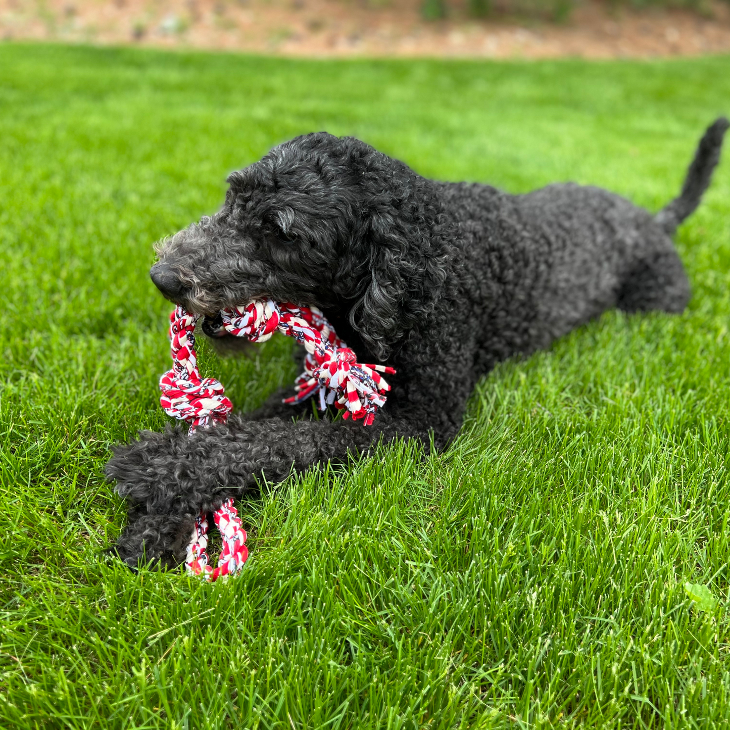 ReRope Looper with Tennis Ball (Eco-Friendly) Fabric Rope Ball Toy