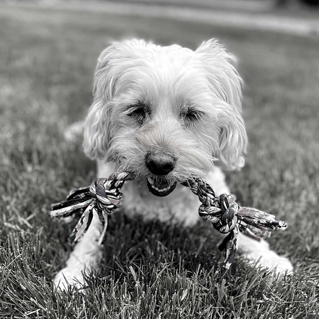 ReRope Looper with Tennis Ball (Eco-Friendly) Fabric Rope Ball Toy