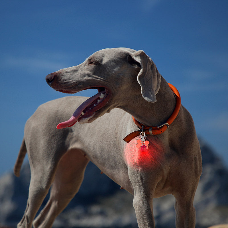 Pet Blinkers™ Flashing LED Pet Safety Collar Light